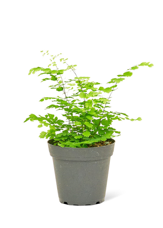 Maidenhair Fern, Small