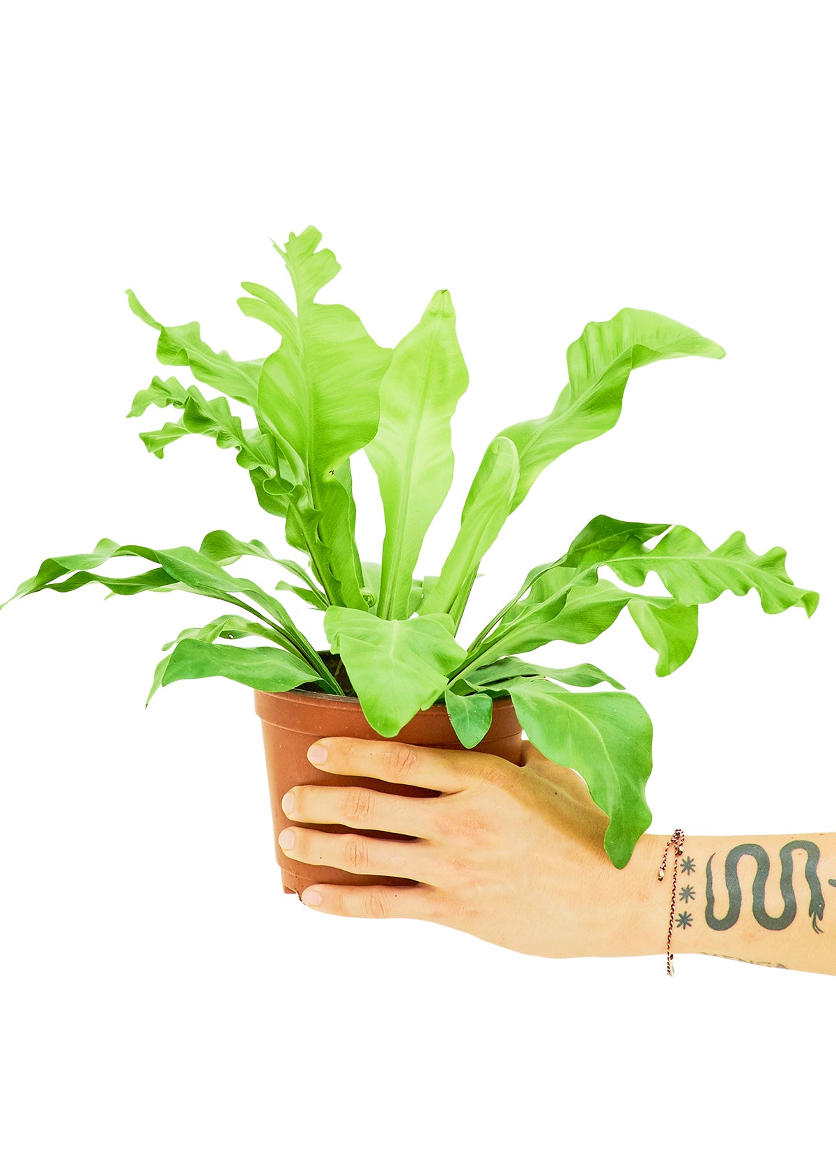 Bird's Nest Fern, Medium