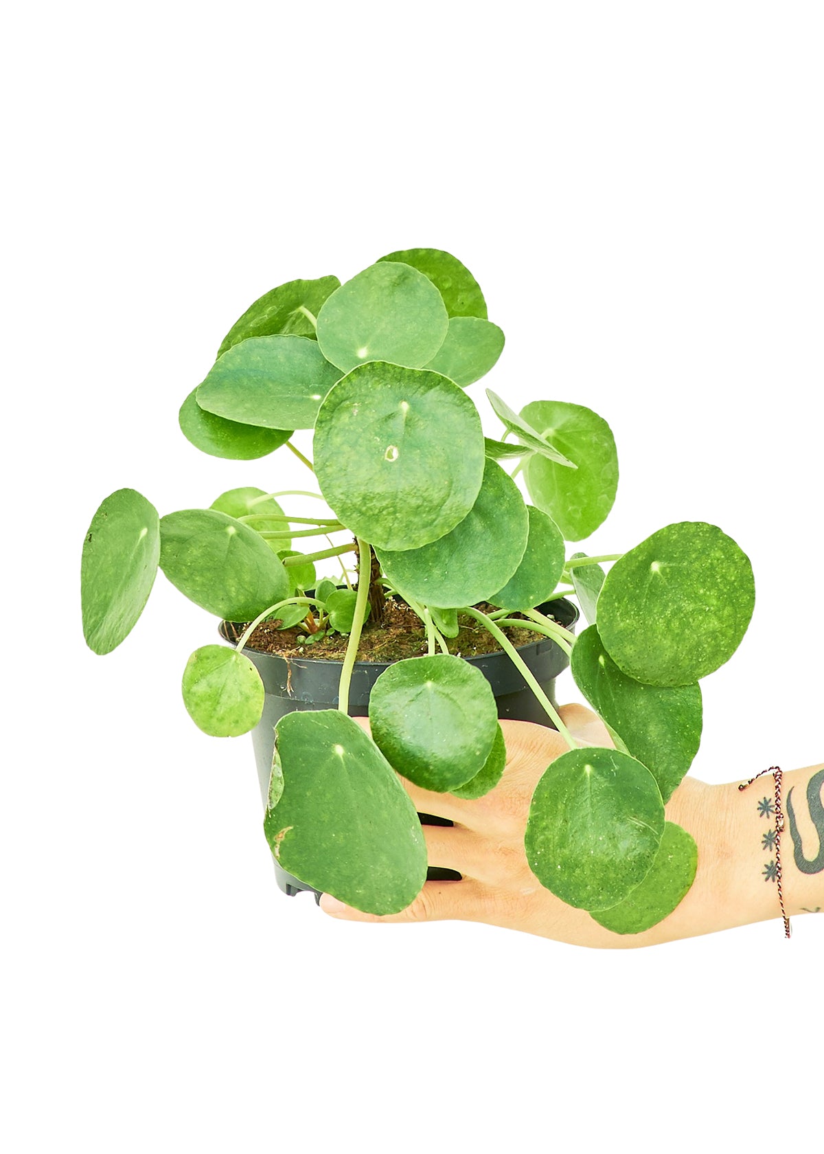 Chinese Money Plant, Medium